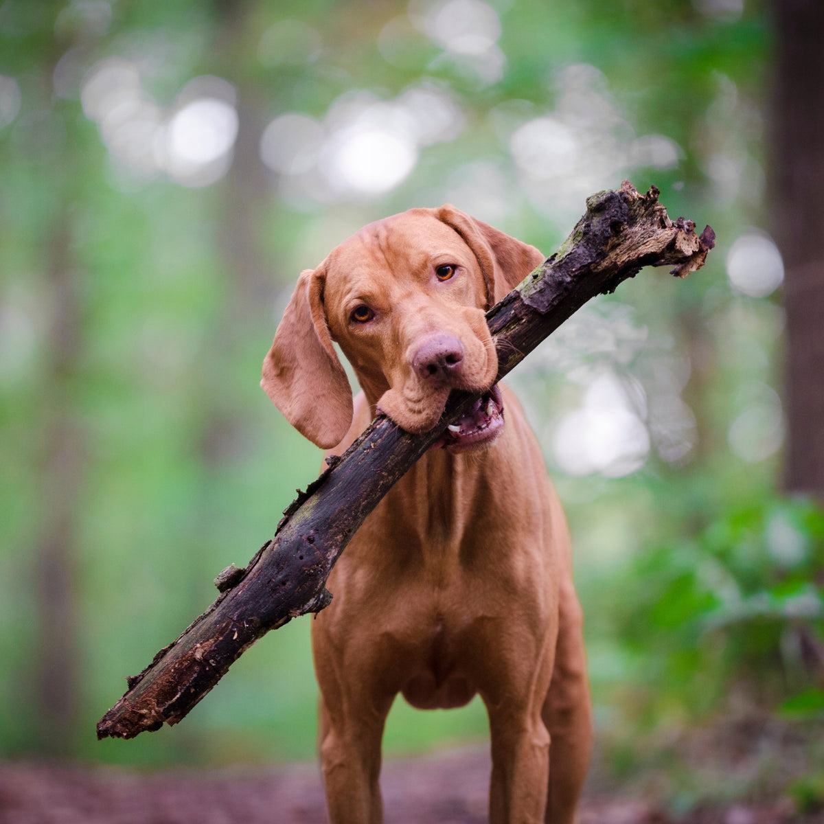 Pan Mięsko Kawałki W Sosie Saszetki Dla Psa WIELKI MIX 4 Smaków 12x150g