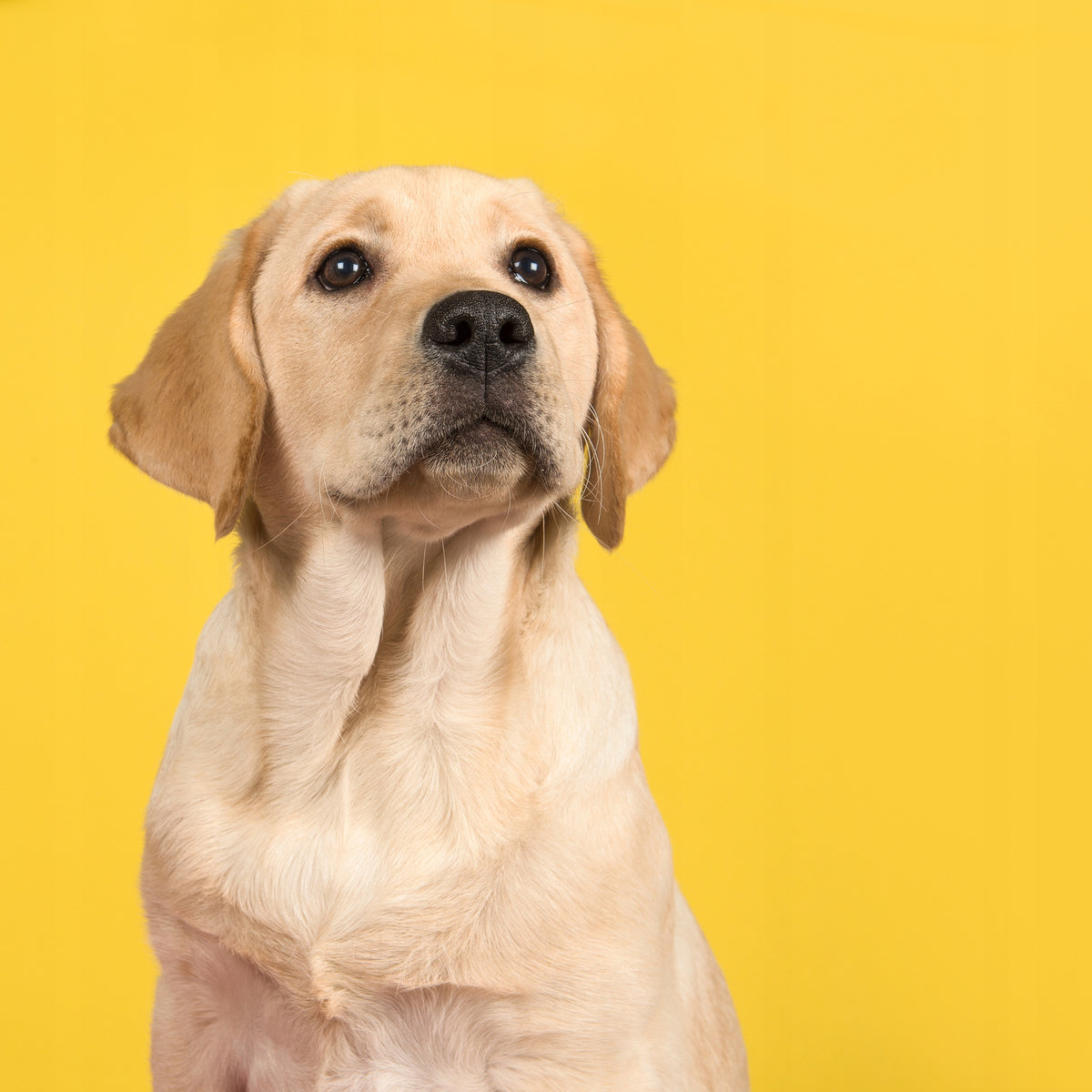 Karma Sucha Dexter Complete Dla Psa Z Witaminami Duże Rasy 20kg + Saszetka